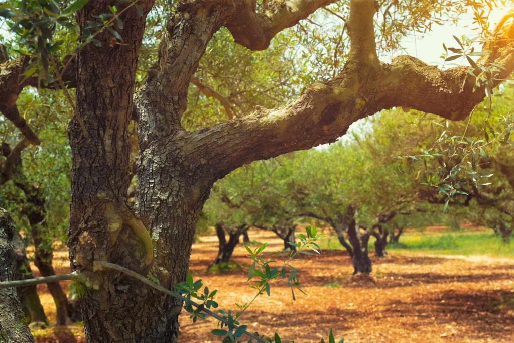 Rooted in the Soil, Sacred in the Soul